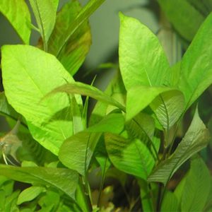 Hygrophila. C Stricta – seconds