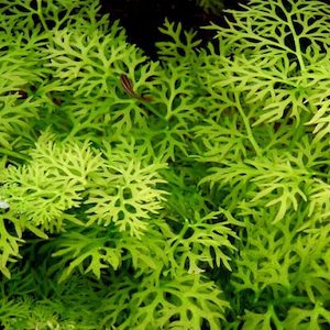 Plant, garden: Narrow Leaf Indian Fern: portion of a leaf