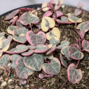 Plant, garden: Variegated chain of hearts cutting 10cm