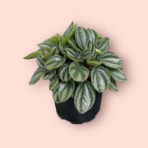 Peperomia Royal Princess 12cm