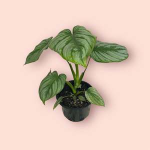 Plant, garden: Philodendron Mamei 14cm