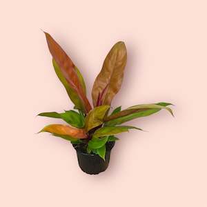 Plant, garden: Philodendron Prince of Orange 14cm