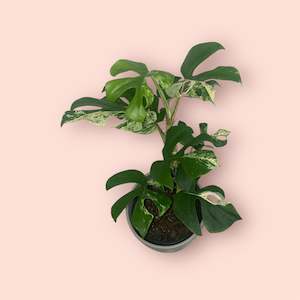 Plant, garden: Variegated (Low) Philodendron Minima 14cm