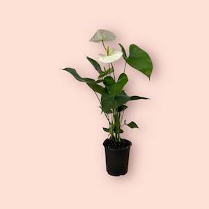 Anthurium Medium White 12cm