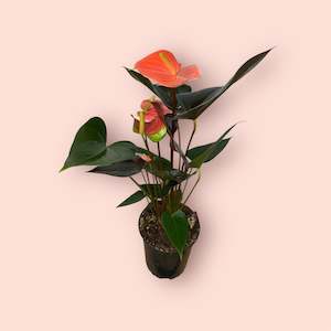 Plant, garden: Anthurium Rainbow Champ 12cm