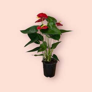 Plant, garden: Anthurium Royal Red 12cm