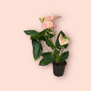 Anthurium Arisa Pink 12cm