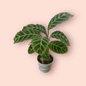 Plant, garden: Calathea Zebrina 12cm