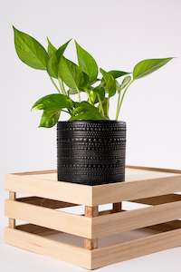 Plant, garden: Regal Pot