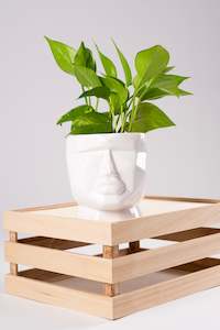 Plant, garden: Face Off Pot 12cm