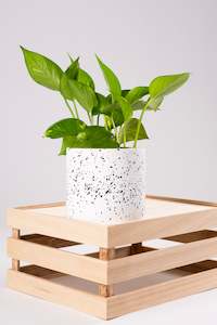 Plant, garden: Dream Pot 12cm