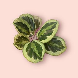 Calathea Shinestar 14cm