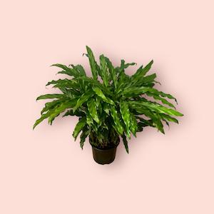 Calathea Bluegrass 14cm