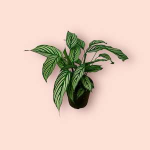 Calathea Vittata 12cm