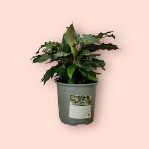 Plant, garden: Calathea Rufibarba 12cm