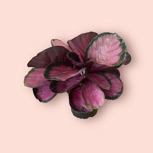 Calathea Rosey  14cm