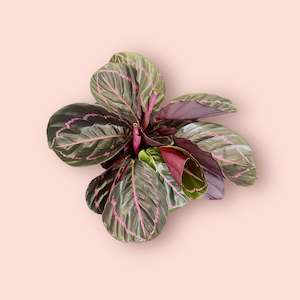 Calathea Dottie 14cm