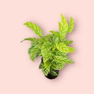 Calathea Freddy 12cm