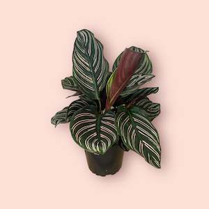 Calathea Ornata 12cm