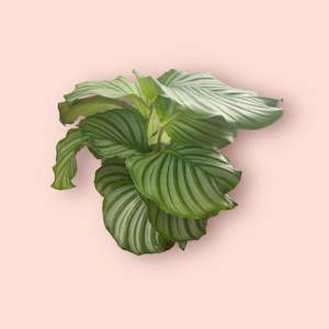 Calathea Orbifolia 14cm