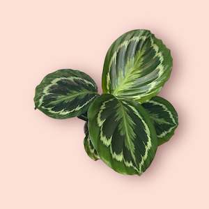 Plant, garden: Calathea Medallion 12cm