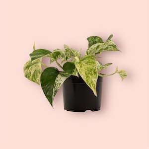 Epipremnum Marble Queen 14cm