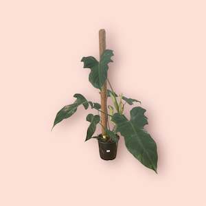 Plant, garden: Philodendron Golden Dragon 17cm