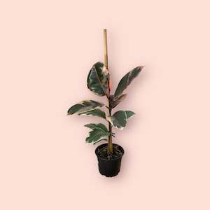 Plant, garden: Ficus Ruby 14cm