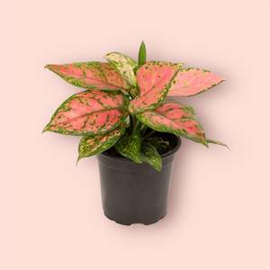 Aglaonema Favonia 12cm