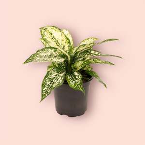 Aglaonema Thai Snowflakes 12cm