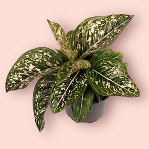 Aglaonema Tom's Pride 12cm