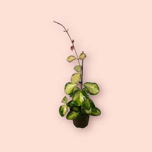 Plant, garden: Hoya Australis Lisa 12cm