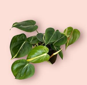 Plant, garden: Philodendron Cream Splash 14cm