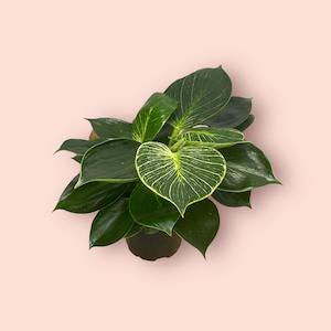 Plant, garden: Philodendron Selloum - Birkin 12cm