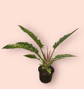 Plant, garden: Philodendron Ring of Fire 14cm