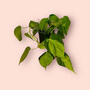 Plant, garden: Philodendron Brasil 15cm