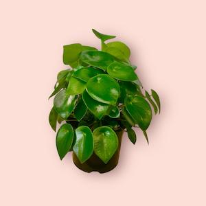 Peperomia Polybotrya 12cm