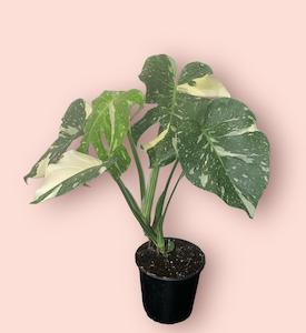 Plant, garden: Monstera Thai Constellation 17cm