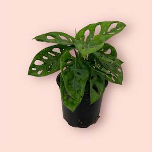 Monstera Monkey Mask 12cm