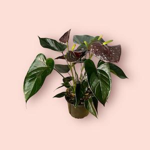 Anthurium Black Paris 14cm