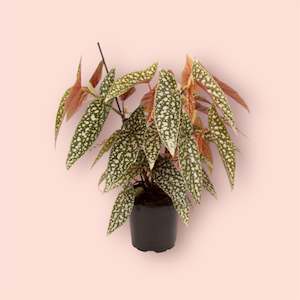 Begonia Hot Spot 12cm