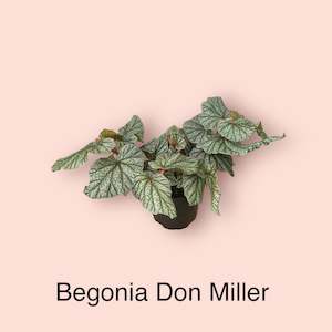 Begonia Don Miller 12cm