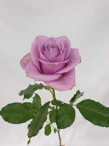 Flower: Purple Roses