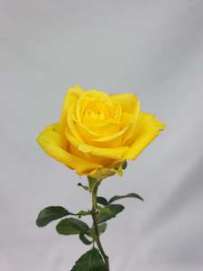 Flower: Yellow Roses