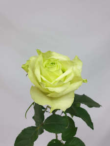 Flower: Green Roses