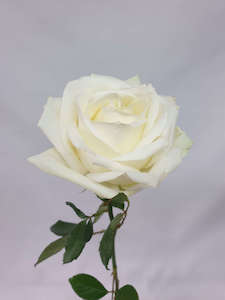 Flower: White Roses