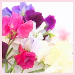 Sweet Pea and Vanilla Fragrance Oil