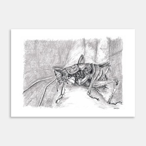 Weta Art Print By Dawn Duthie