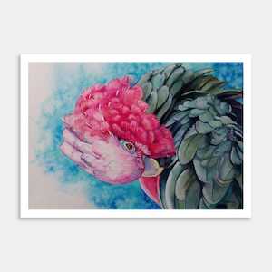 Preening Galah Art Print By Yvonne Brooks