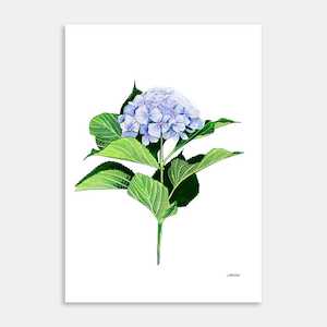 Hydrangea Art Print By Matt Coates